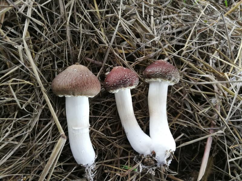 大球盖菇菌种/赤松茸/红松茸/酒红菇菌种以及鲜菇和干货