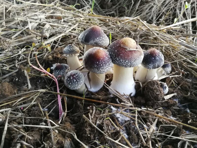 大球盖菇菌种/赤松茸/红松茸/酒红菇菌种以及鲜菇和干货