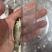 草鱼苗，优质抗病体草鱼苗，适应能力强快大抵抗力强