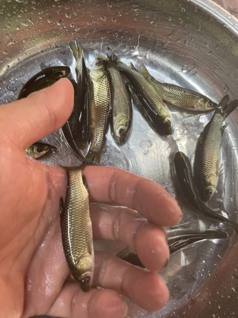 草鱼苗，优质抗病体草鱼苗，适应能力强快大抵抗力强