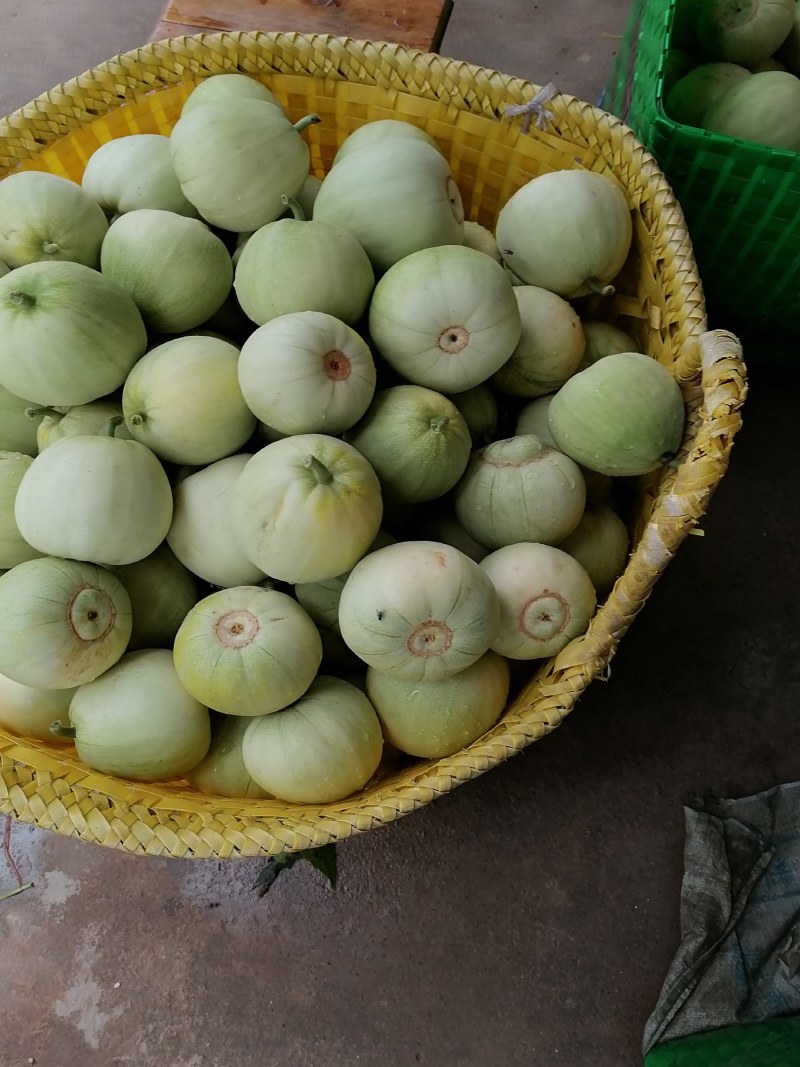 广西宾阳甜瓜，脆甜好吃！价格美丽！