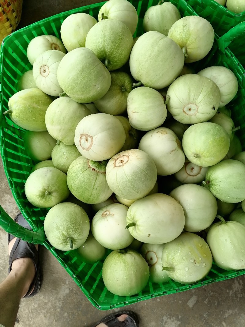 广西宾阳甜瓜，脆甜好吃！价格美丽！