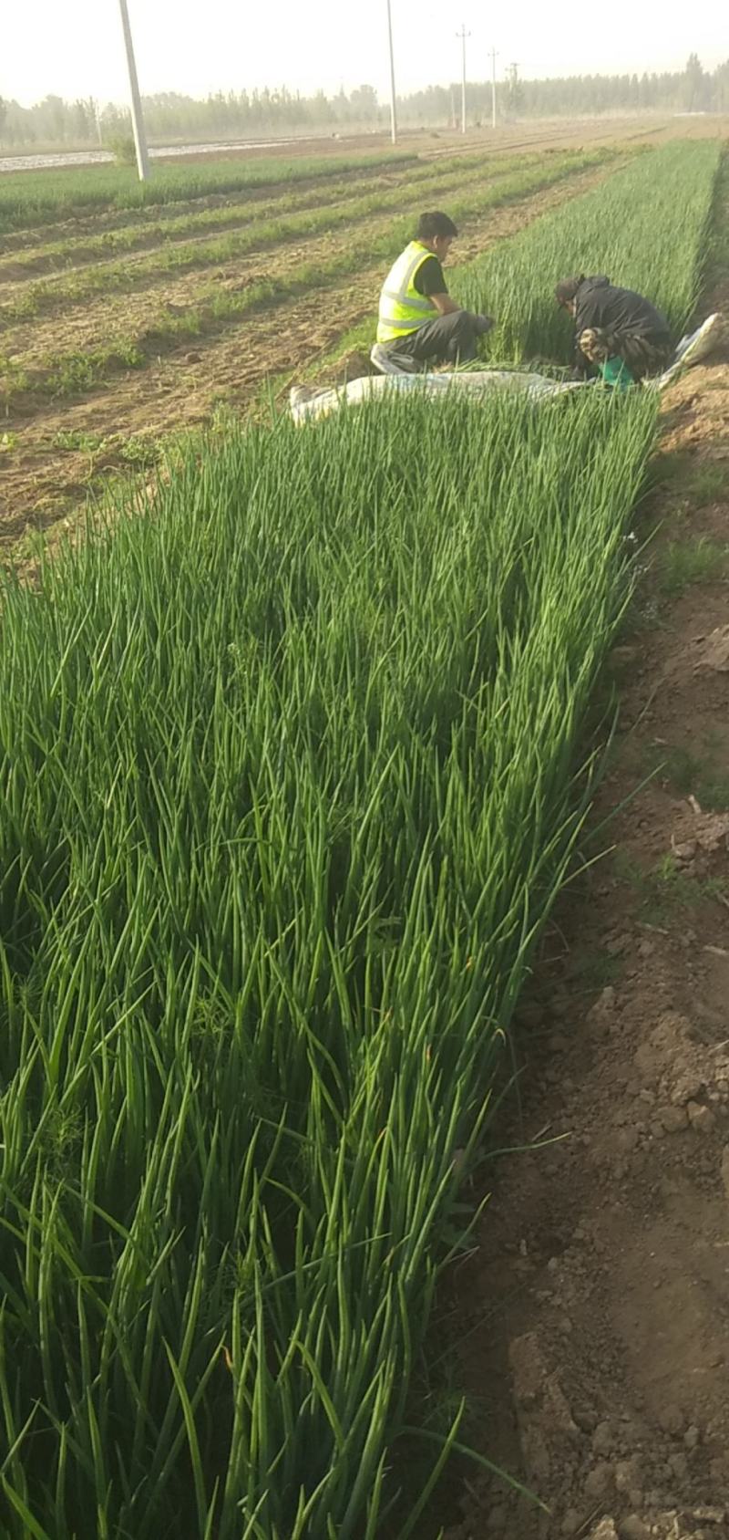 优质铁杆串大葱苗，小葱，自家种植，一手货源，保证质量
