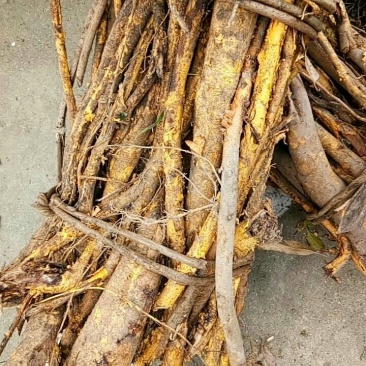穿破石纯根鲜货