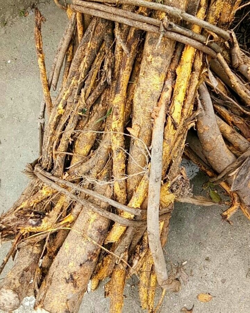 穿破石纯根鲜货