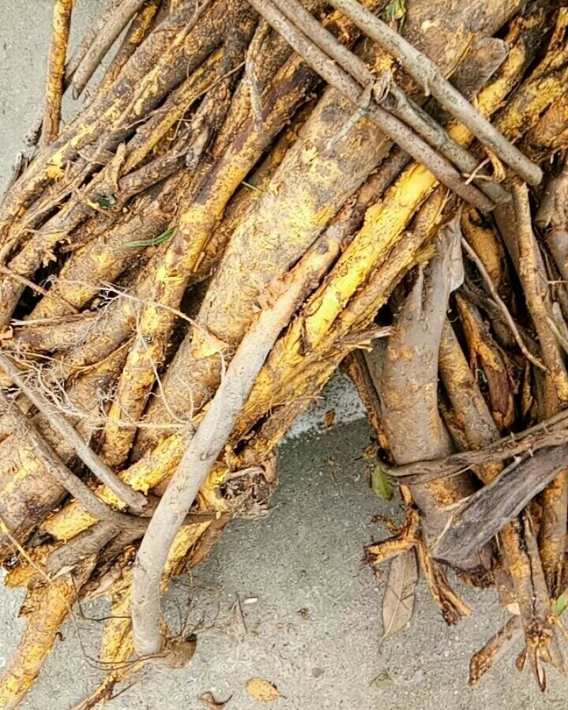 穿破石纯根鲜货