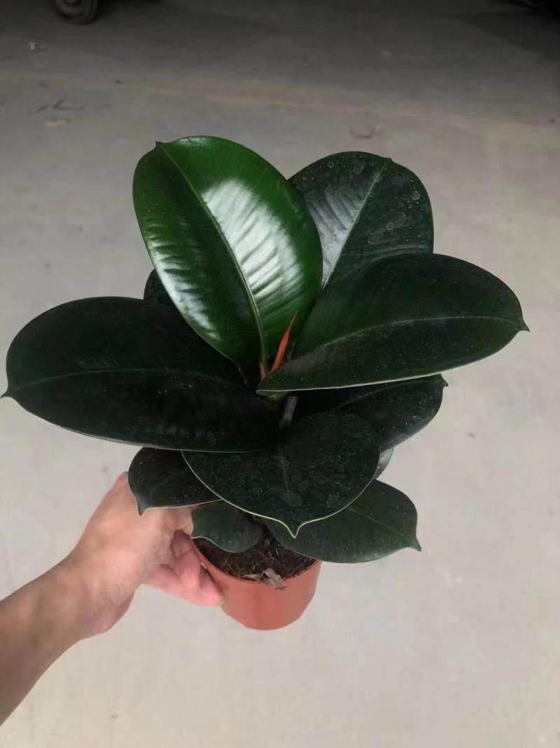 各种苗木花卉
