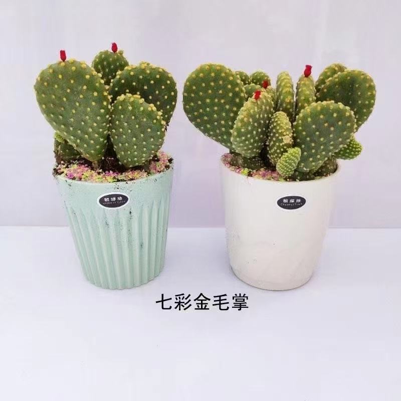 各种苗木花卉
