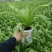 各种苗木花卉