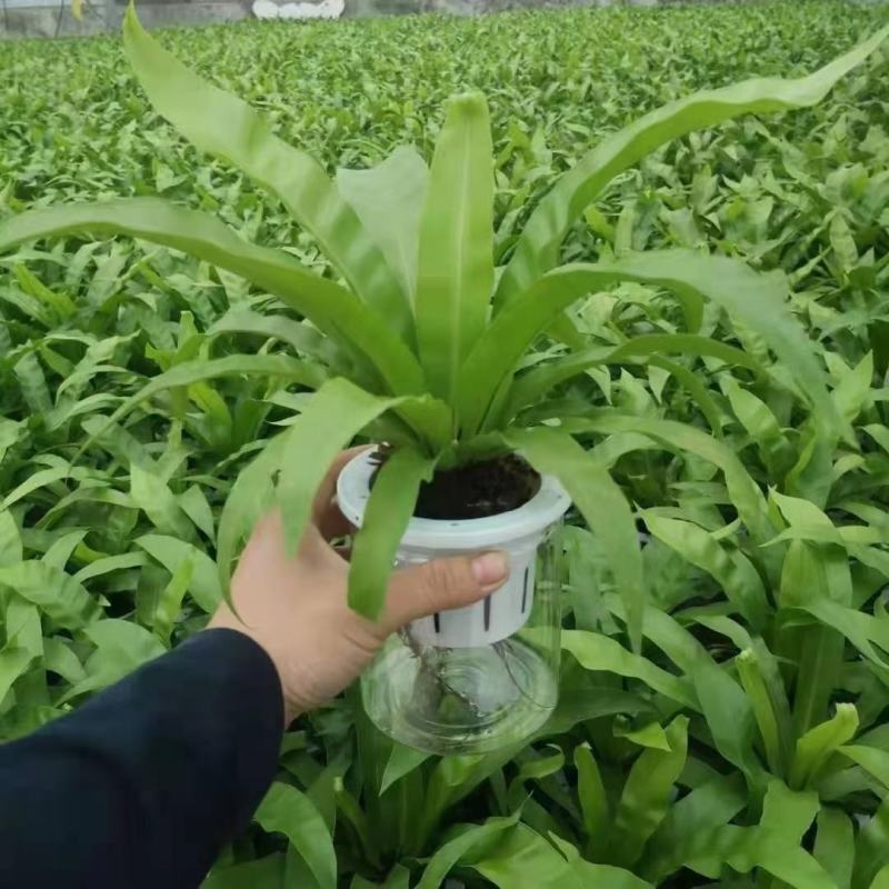 各种苗木花卉