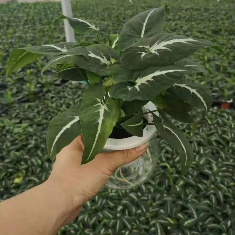 各种苗木花卉