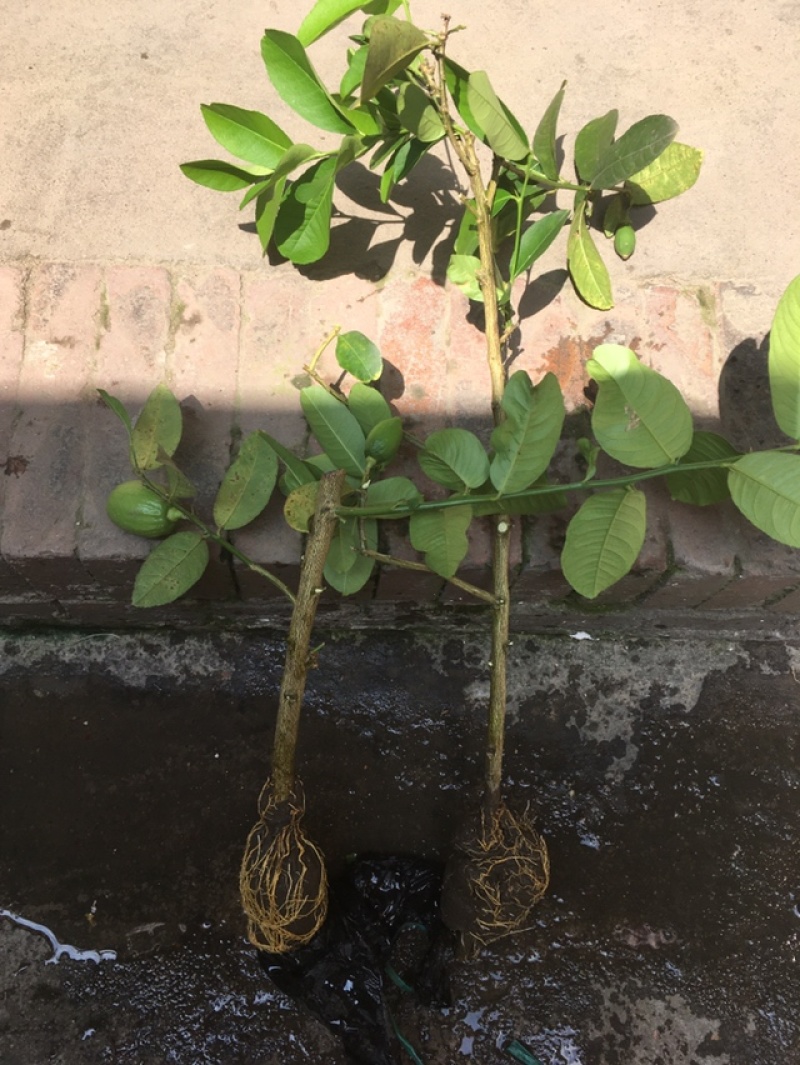 广东香水无籽柠檬
