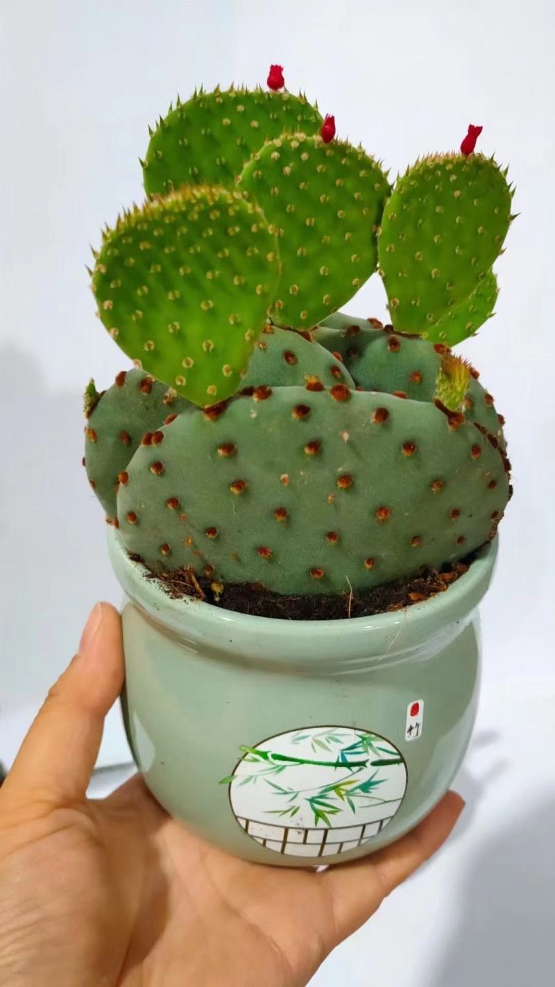 各种苗木花卉