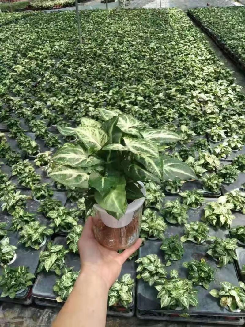 各种苗木花卉