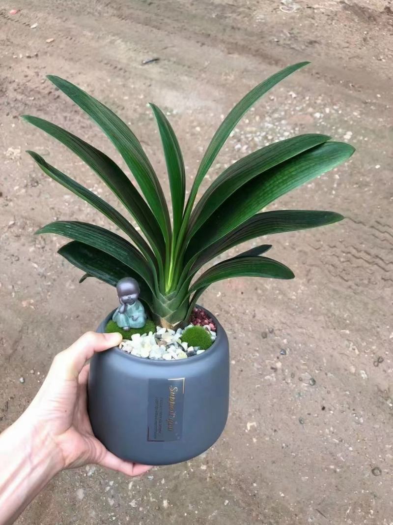 各种苗木花卉