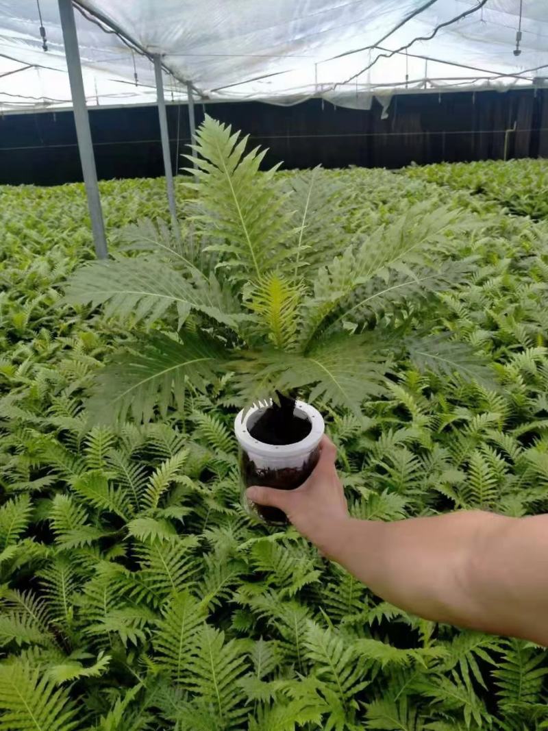 各种苗木花卉