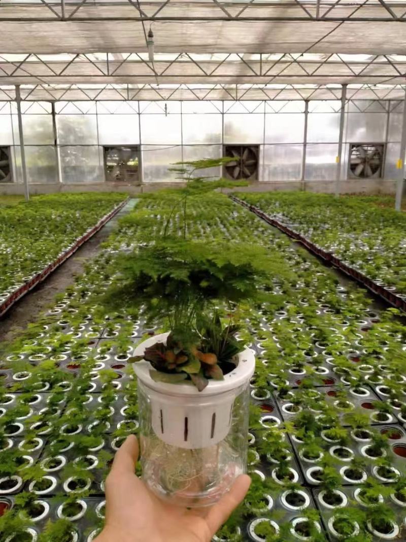 各种苗木花卉
