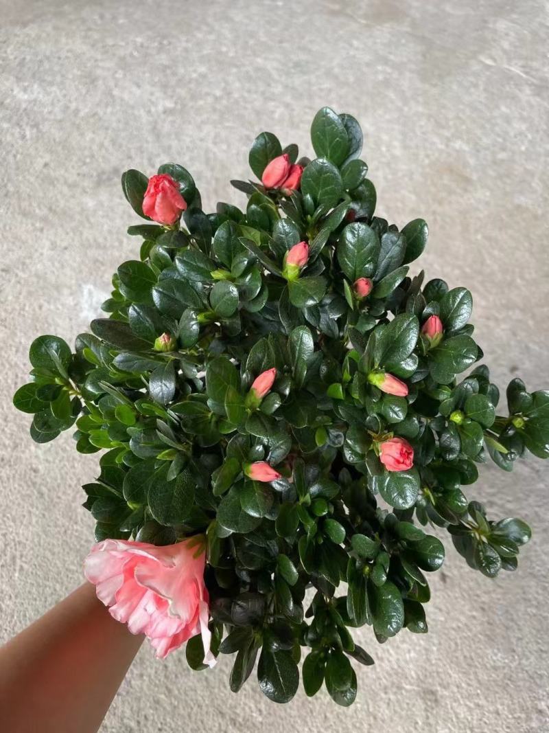 各种苗木花卉