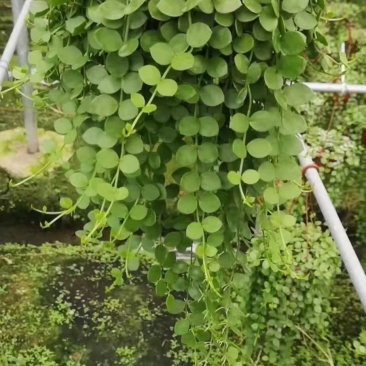 各种苗木花卉