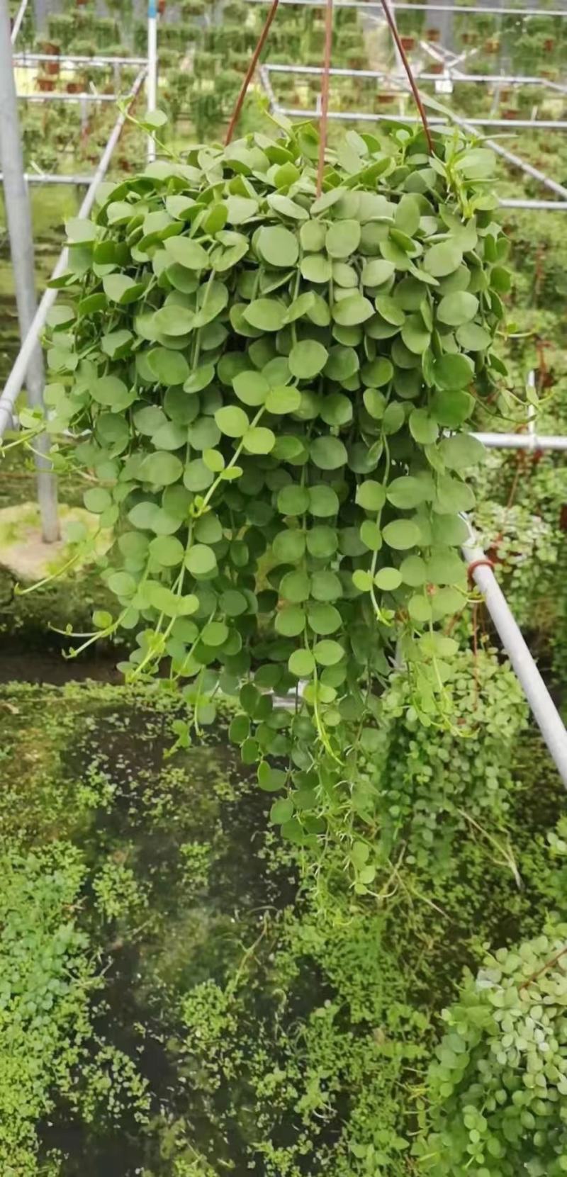 各种苗木花卉