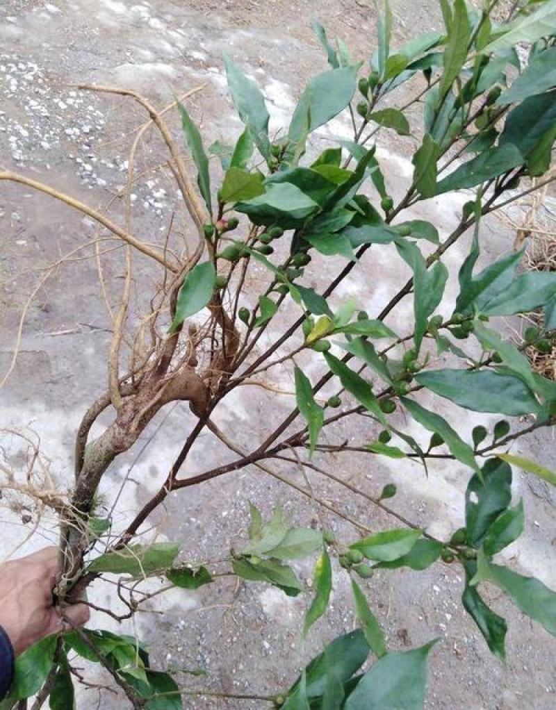 纯野生新鲜白花牛奶根纯根满山香干品鲜品批发