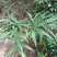 纯野生新鲜白花牛奶根纯根满山香干品鲜品批发