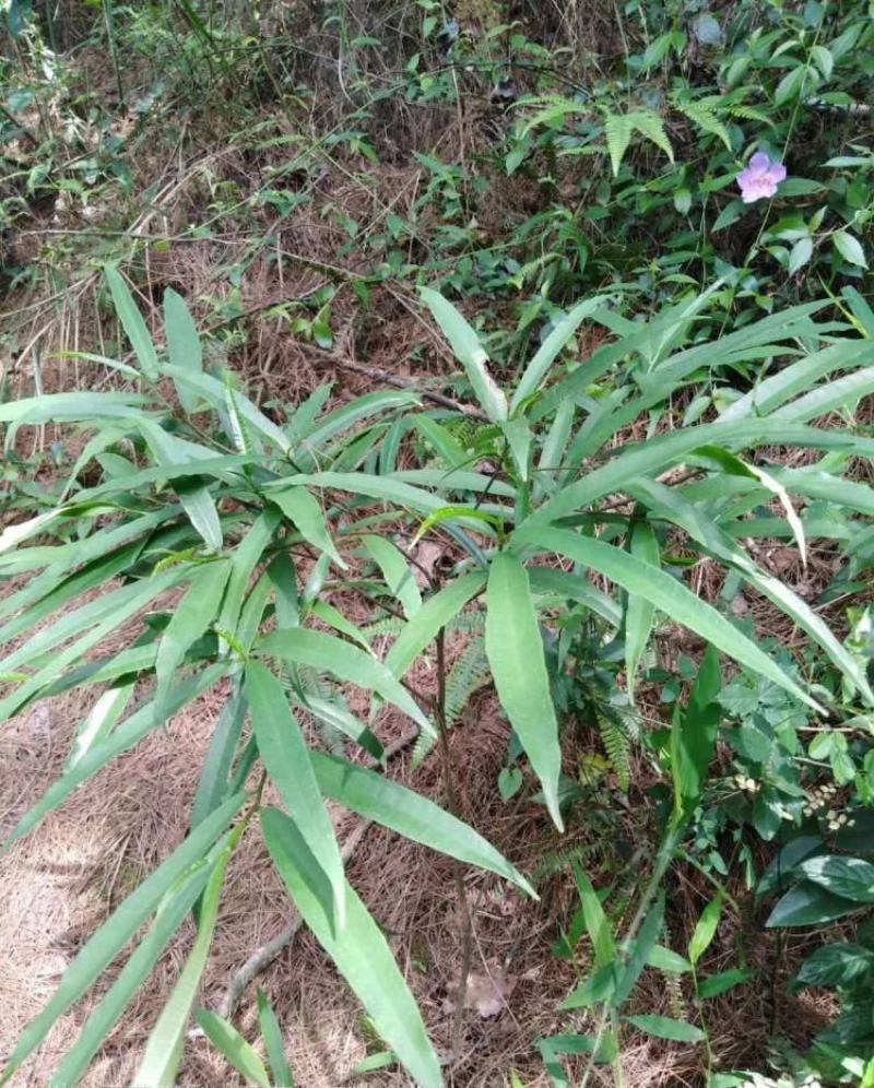纯野生新鲜白花牛奶根纯根满山香干品鲜品批发