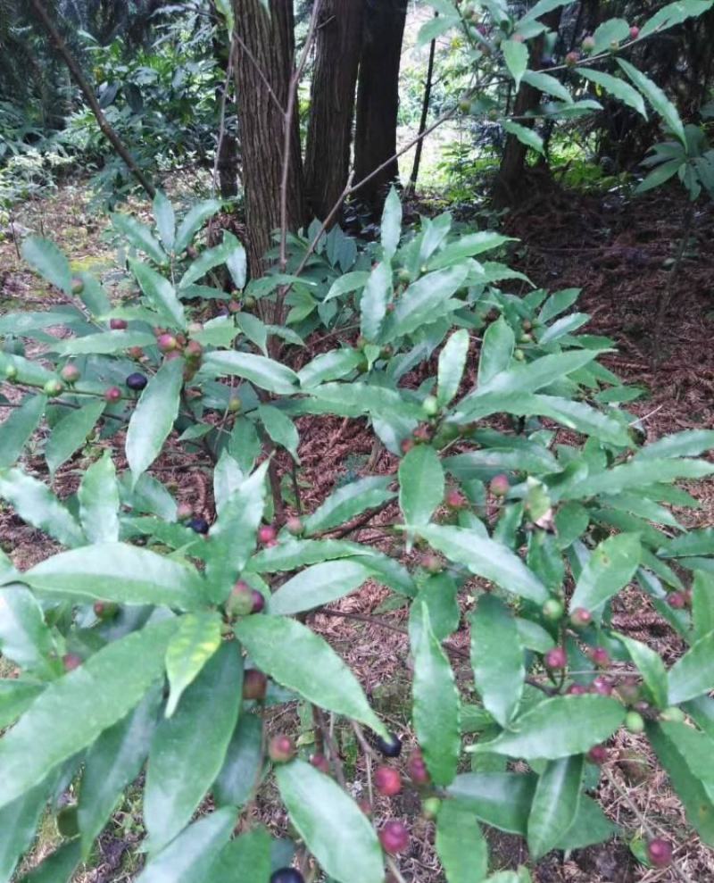 纯野生新鲜白花牛奶根纯根满山香干品鲜品批发