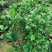 纯野生新鲜白花牛奶根纯根满山香干品鲜品批发
