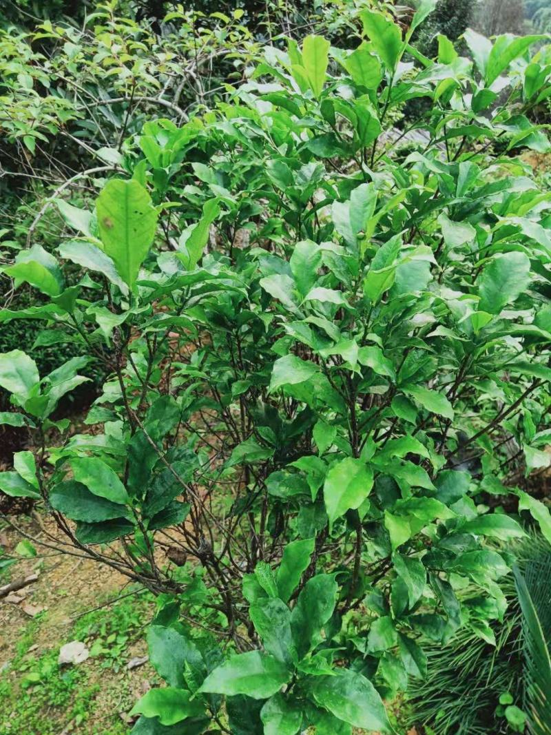 纯野生新鲜白花牛奶根纯根满山香干品鲜品批发