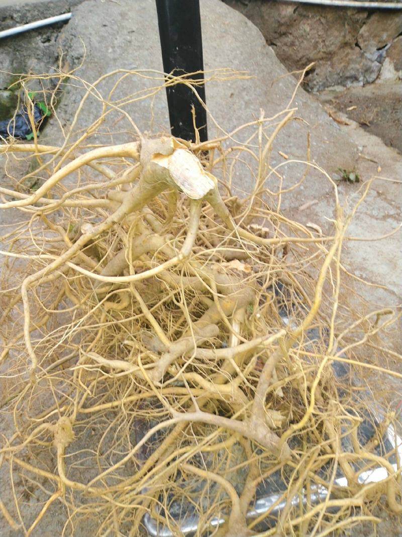 纯野生新鲜白花牛奶根纯根满山香干品鲜品批发