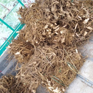 纯野生新鲜白花牛奶根纯根满山香干品鲜品批发