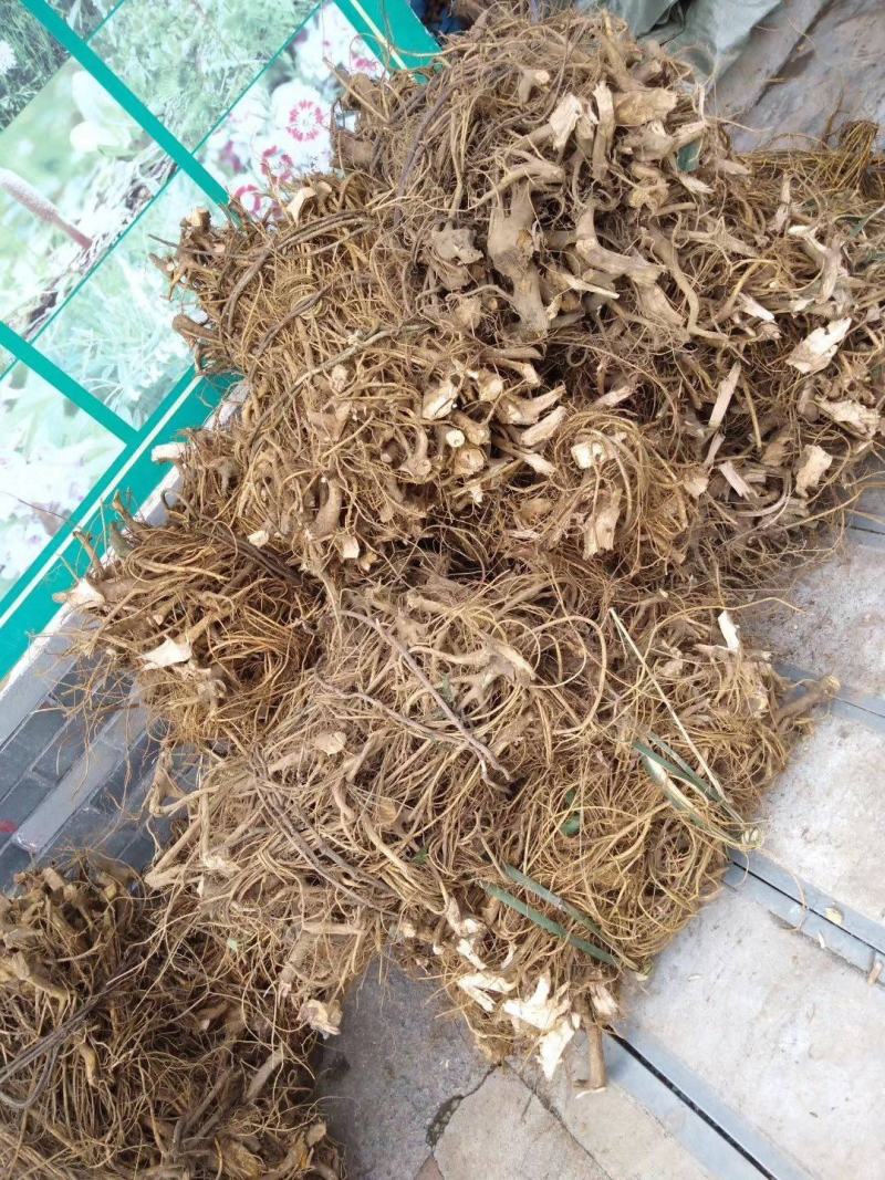 纯野生新鲜白花牛奶根纯根满山香干品鲜品批发