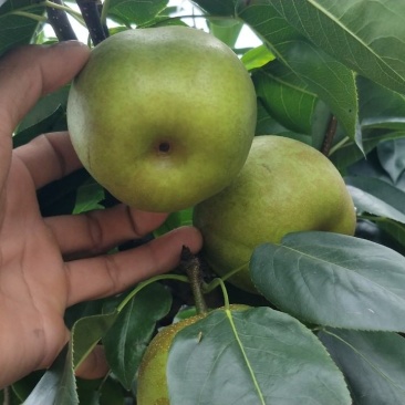 苍溪县翠冠梨量大从优