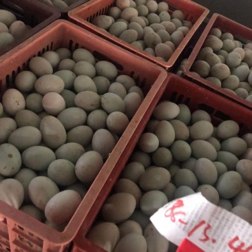 新鲜鸭蛋品质保证长期供应