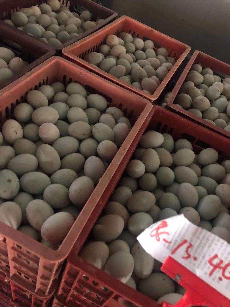新鲜鸭蛋品质保证长期供应