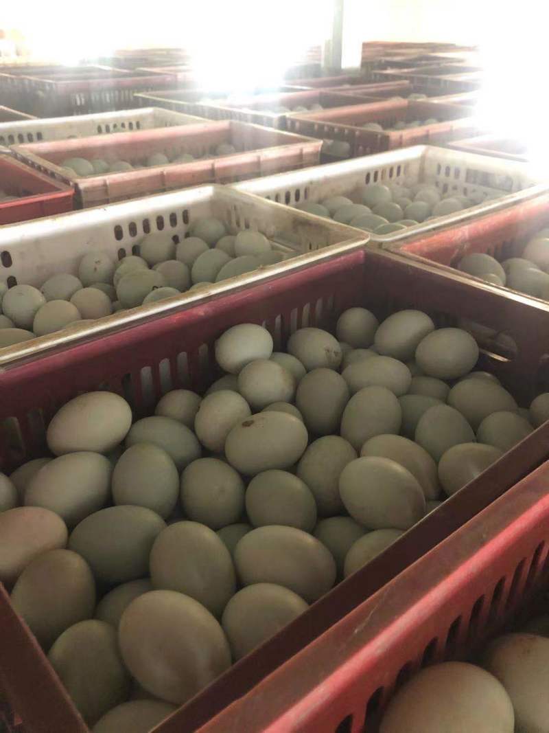 新鲜鸭蛋品质保证长期供应