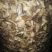 平菇干货、各种平菇菌种、平菇出菇菌包一律有货