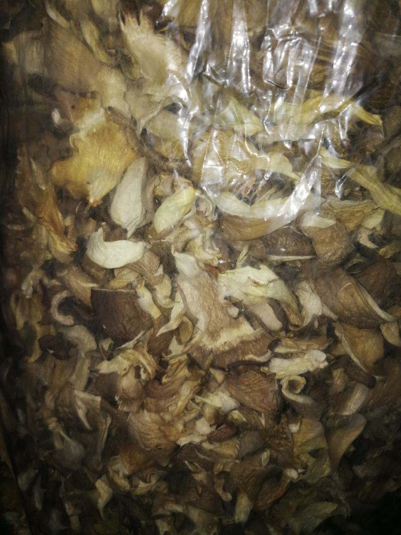 平菇干货、各种平菇菌种、平菇出菇菌包一律有货