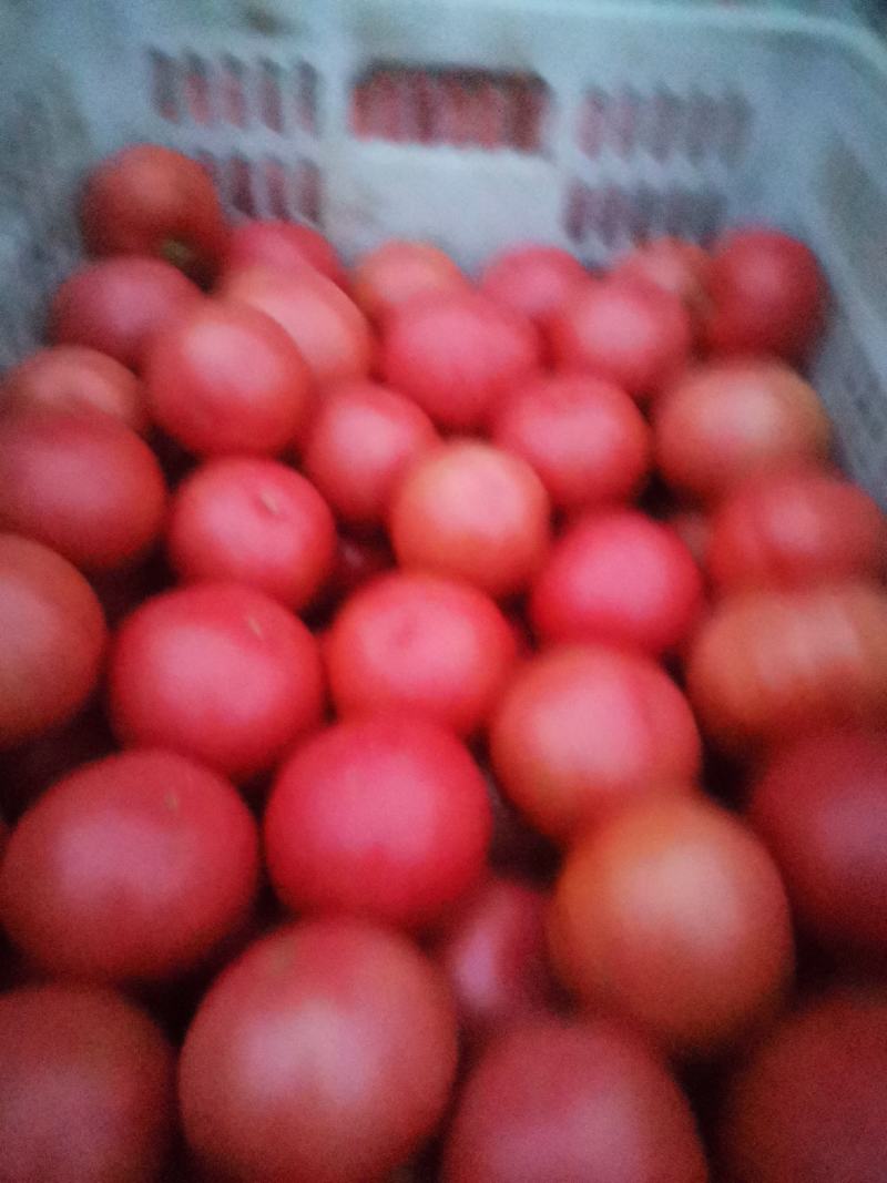 精品西红柿大量上市了，质量好价格美丽。需要的联系。