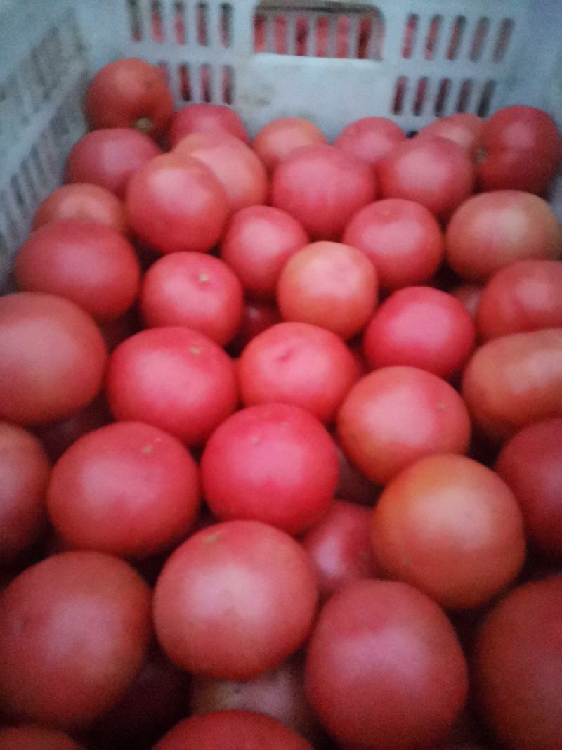 精品西红柿大量上市了，质量好价格美丽。需要的联系。