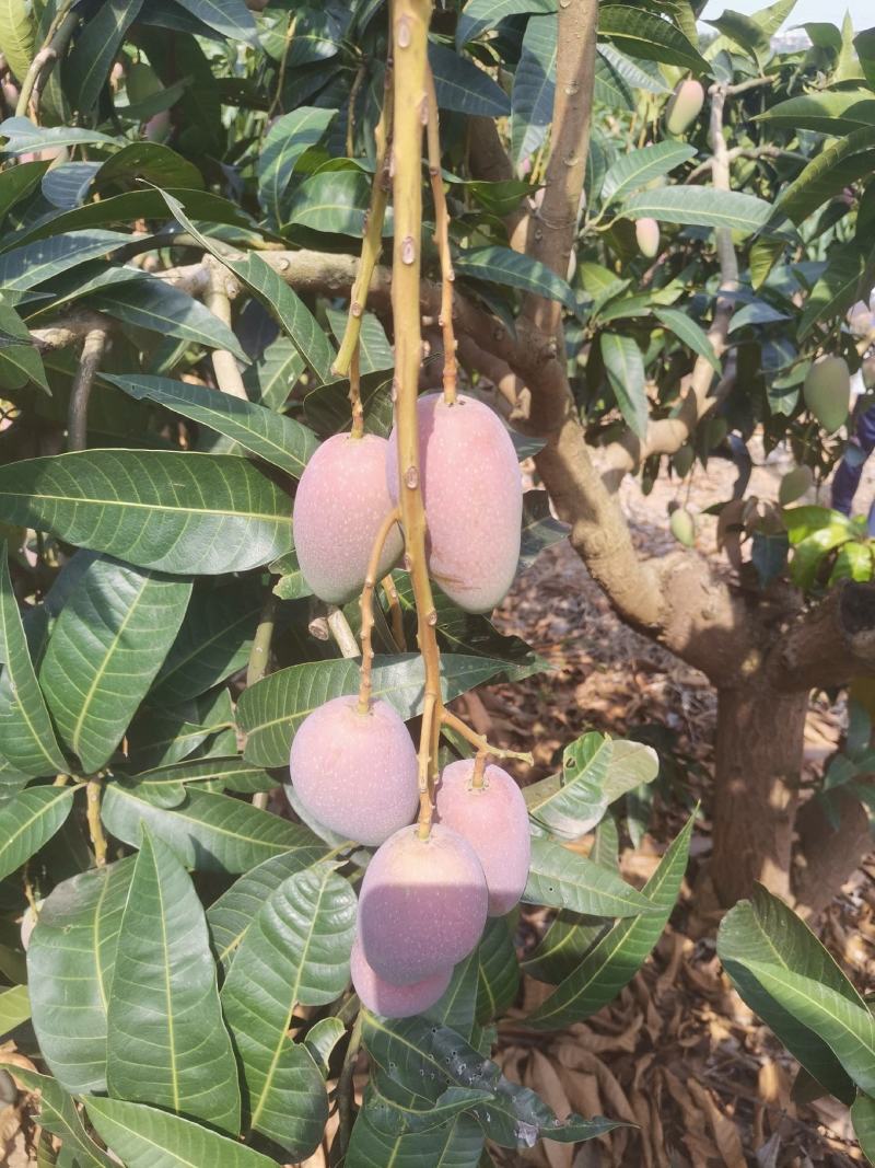 贵妃芒果，地头直采，光果3两起