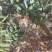 贵妃芒果，地头直采，光果3两起