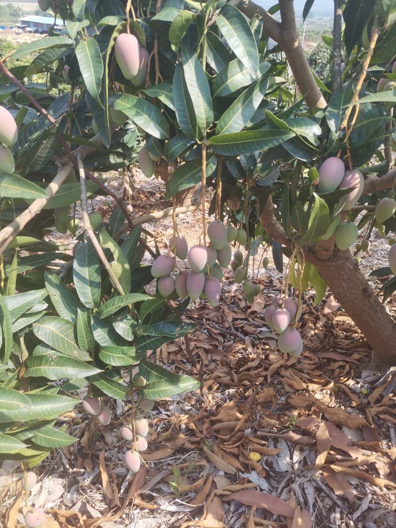 贵妃芒果，地头直采，光果3两起