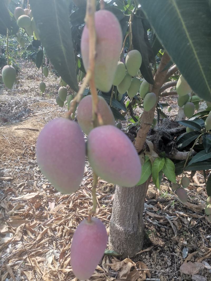 贵妃芒果，地头直采，光果3两起