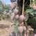 贵妃芒果，地头直采，光果3两起