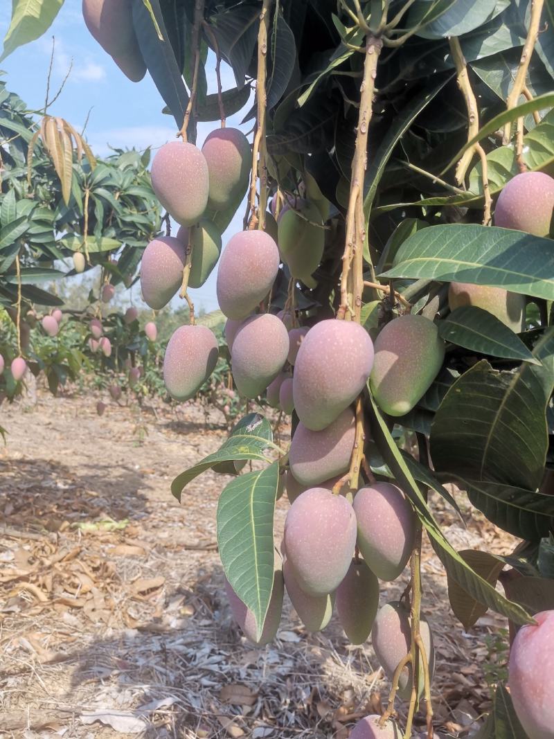 贵妃芒果，地头直采，光果3两起