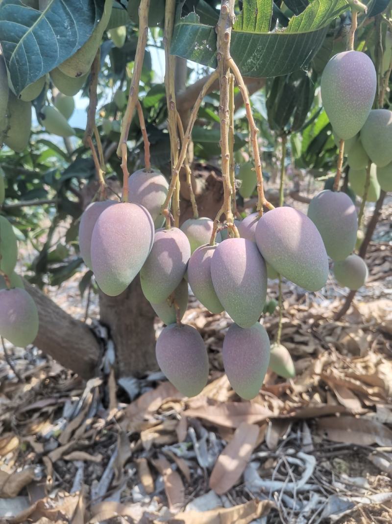 贵妃芒果，地头直采，光果3两起