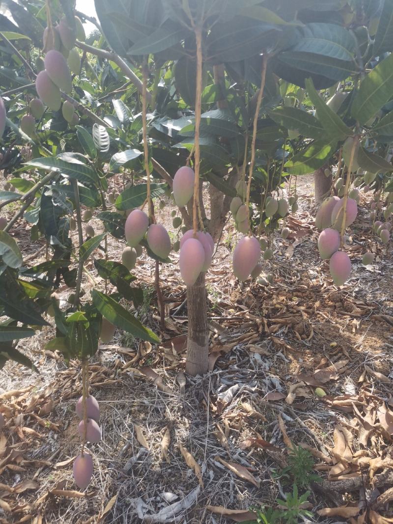 贵妃芒果，地头直采，光果3两起