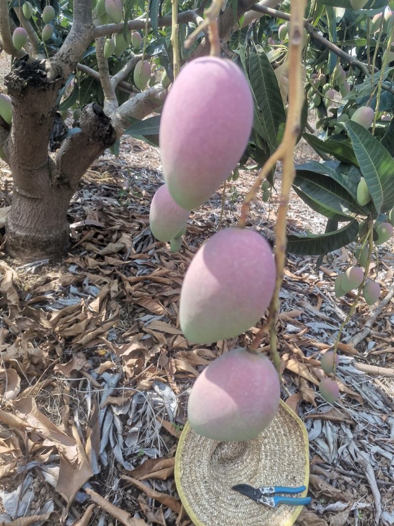贵妃芒果，地头直采，光果3两起